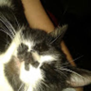 Meet your Posher, Shania